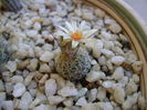 Turbinicarpus krainzianus v. lausserii