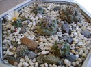 Turbinicarpus klinkerianus