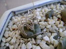 Turbinicarpus macrochele v. kupcakii, spinatie