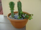 Euphorbia echinus & Euphorbia fimbriata & Portulacaria afra