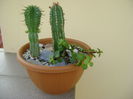 Euphorbia echinus & Euphorbia fimbriata & Portulacaria afra