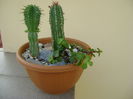 Euphorbia echinus & Euphorbia fimbriata & Portulacaria afra