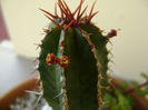 Euphorbia echinus, detaliu flori