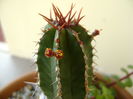 Euphorbia echinus, detaliu