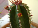 Euphorbia echinus, detaliu