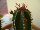 Euphorbia echinus, detaliu