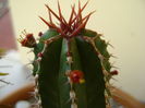 Euphorbia echinus, detaliu
