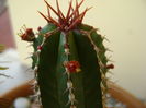 Euphorbia echinus, detaliu
