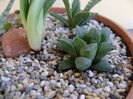 Haworthia retusa