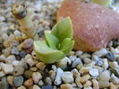 Crassula cv. ’’Springtime’’