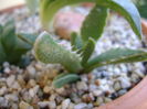 Faucaria tigrina