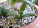 Faucaria tigrina