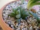Haworthia retusa