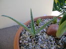 Aloe rauhii