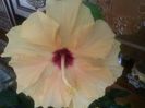 Hibiscus galben