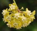 nicholsoniae hoya