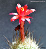 Matucana hystrix