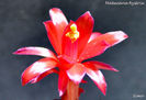 Matucana hystrix