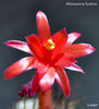 Matucana hystrix