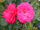 Soffy's rose