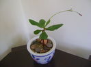 Talinum paniculatum, boboci