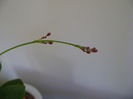 Talinum paniculatum