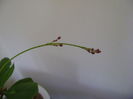 Talinum paniculatum