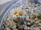 Turbinicarpus krainzianus v. lausserii