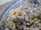 Turbinicarpus krainzianus v. lausserii