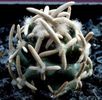 Pediocactus peeblesianus ''navajo cactus''