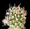 Pediocactus peeblesianus v. fickeisenii