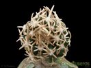 Pediocactus peeblesianus navajo cactus