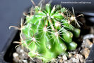Hamatocactus setispinus (Thelocactus setispinus)