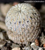 Mammillaria pectinifera