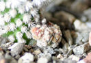 Mammillaria vetula  gracilis v Arizona Snowcap