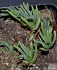 Lampranthus spectabilis