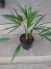 palm.tracycarpus 4 ani-80lei