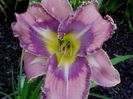 mildred_mitchell