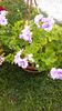 IMAG0930