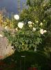 Gruss und aachen