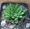 Haworthia batesiana