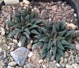 Haworthia parksiana