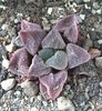 Haworthia pygmaea var. cristalina