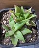 Haworthia ryderiana