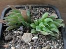 Haworthia sp.