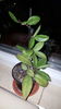 Hoya Carnosa