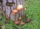 Fotografie0743 ciuperci crescute pe nuc (1)