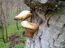 Fotografie0743 ciuperci crescute pe nuc (2)