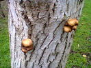 Fotografie0743 ciuperci crescute pe nuc (3)