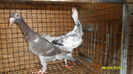 SAM_0489